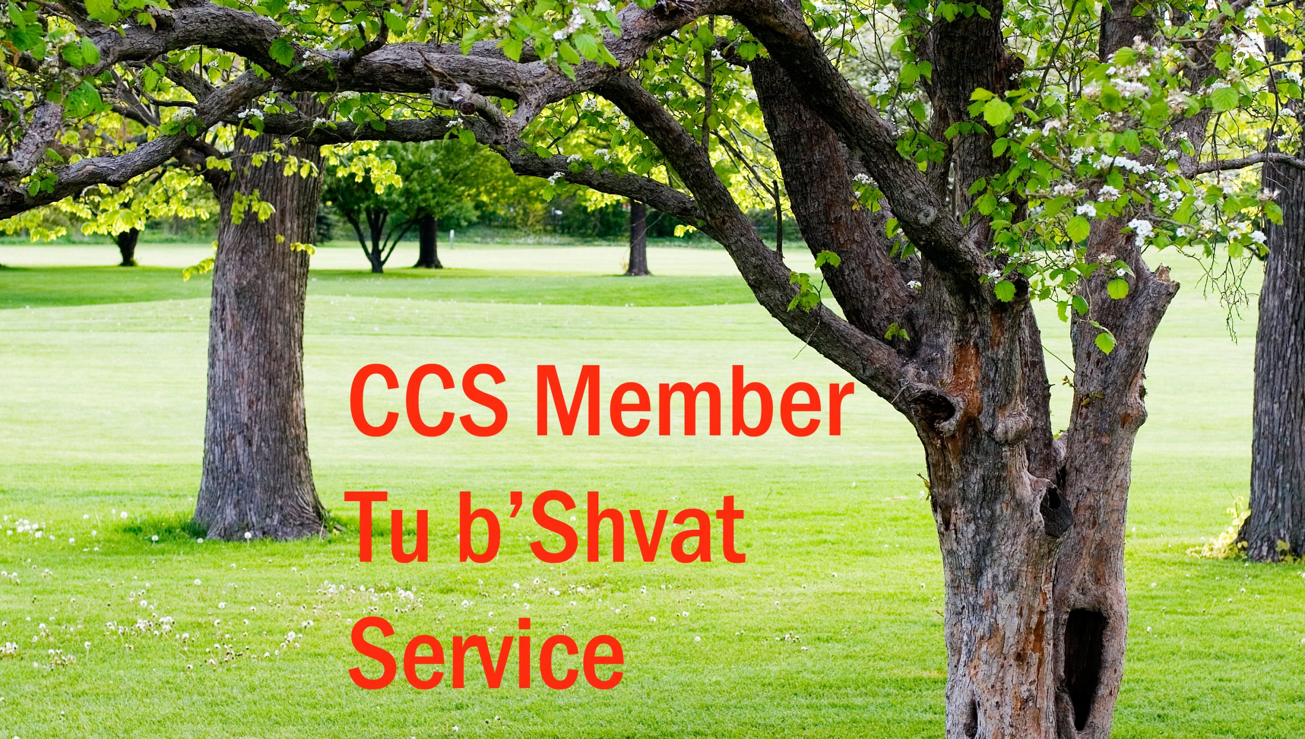 CCS Member Virtual Tu B’Shvat Seder January 27, 2021